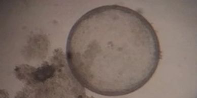8 Day Embryo recovered from following frozen semen AI. 