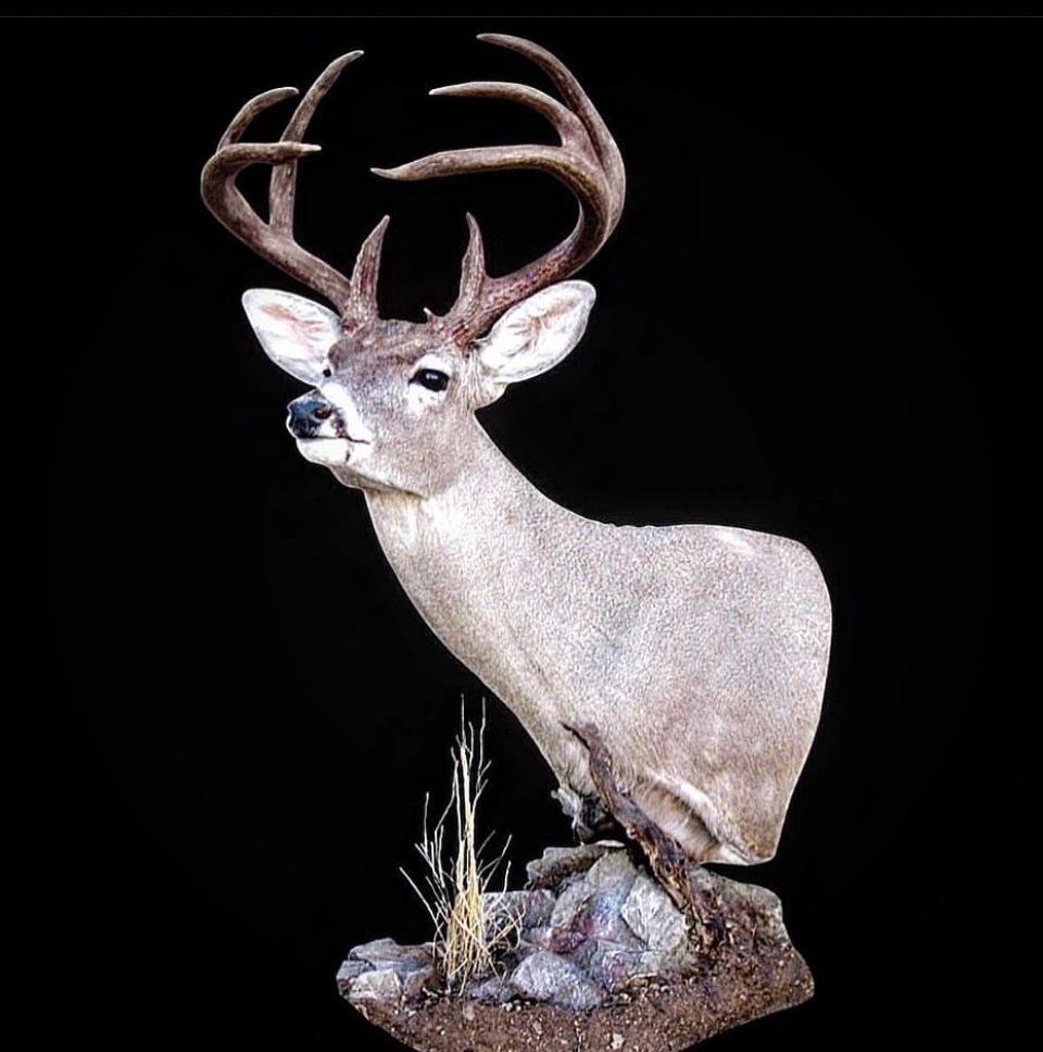 Game Trail Taxidermy