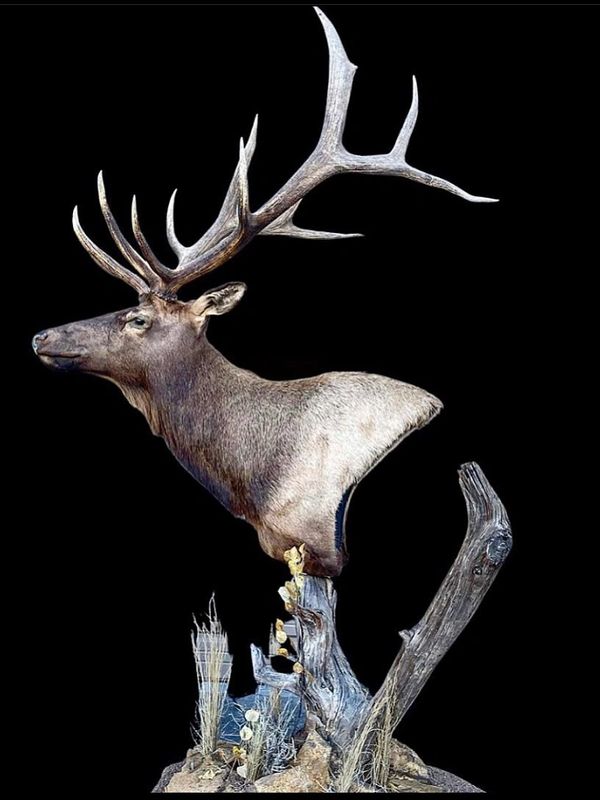 Service Game Trail Taxidermy