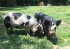 Two young gilts born December 28, 2017