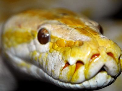 Close-up of a snake's head with yellow and white scales.