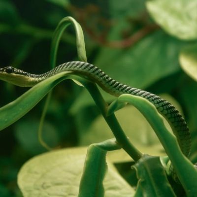 A snake slithering on green plants.