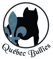 Quebec Bullies