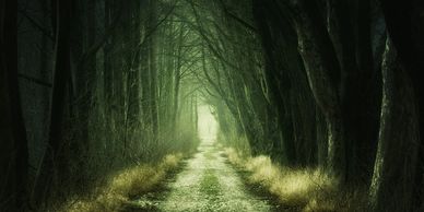 Dark alley in a forest during night