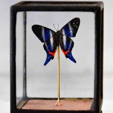 Jackie Adams 
Jacks Jewels 
Butterfly Art