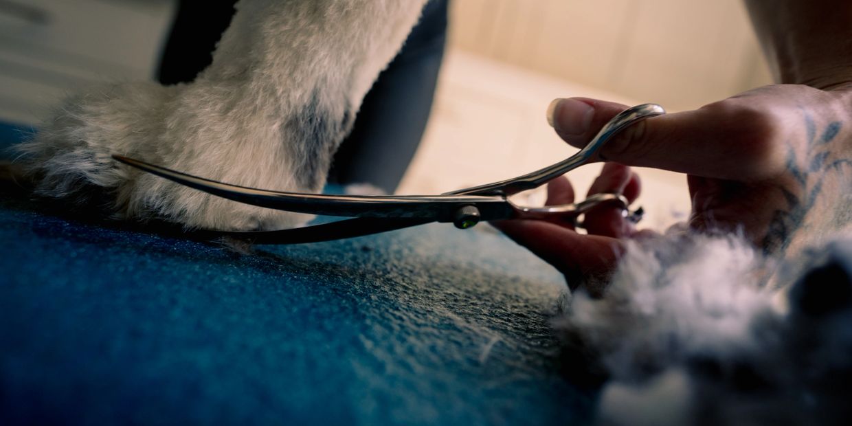 Close-up of a pet being groomed with scissors by a tattooed hand.