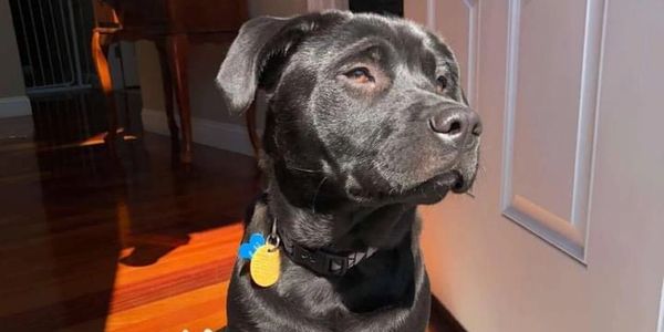 Black dog sitting in sunlight near a white wall.