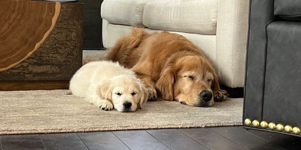 Two Golden Retrievers, one adult and one puppy, sleeping side by side on a rug.