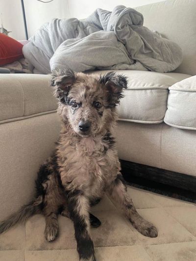 Blue Merle Mudi puppy