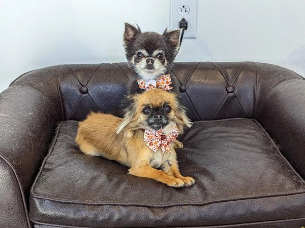long haired chihuahua on a couch