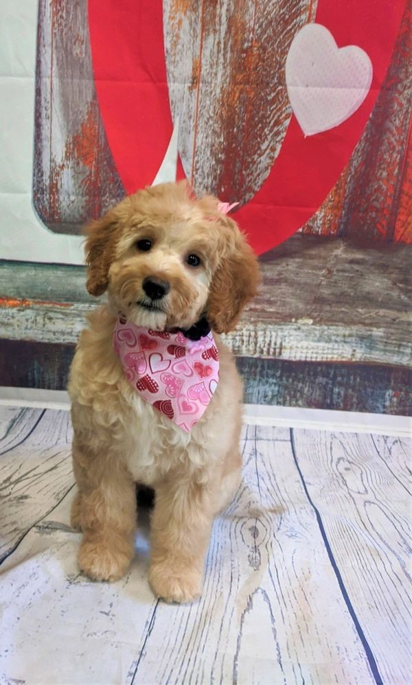 doodle puppy valentines day