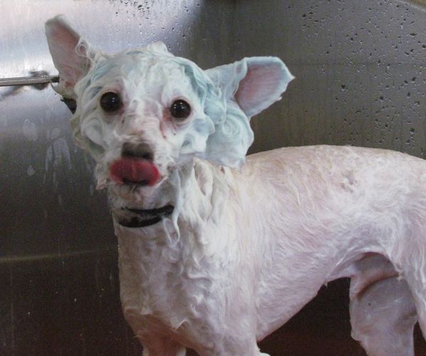 dog getting a bath with soap