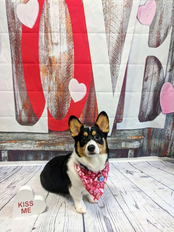 corgi on valentines day