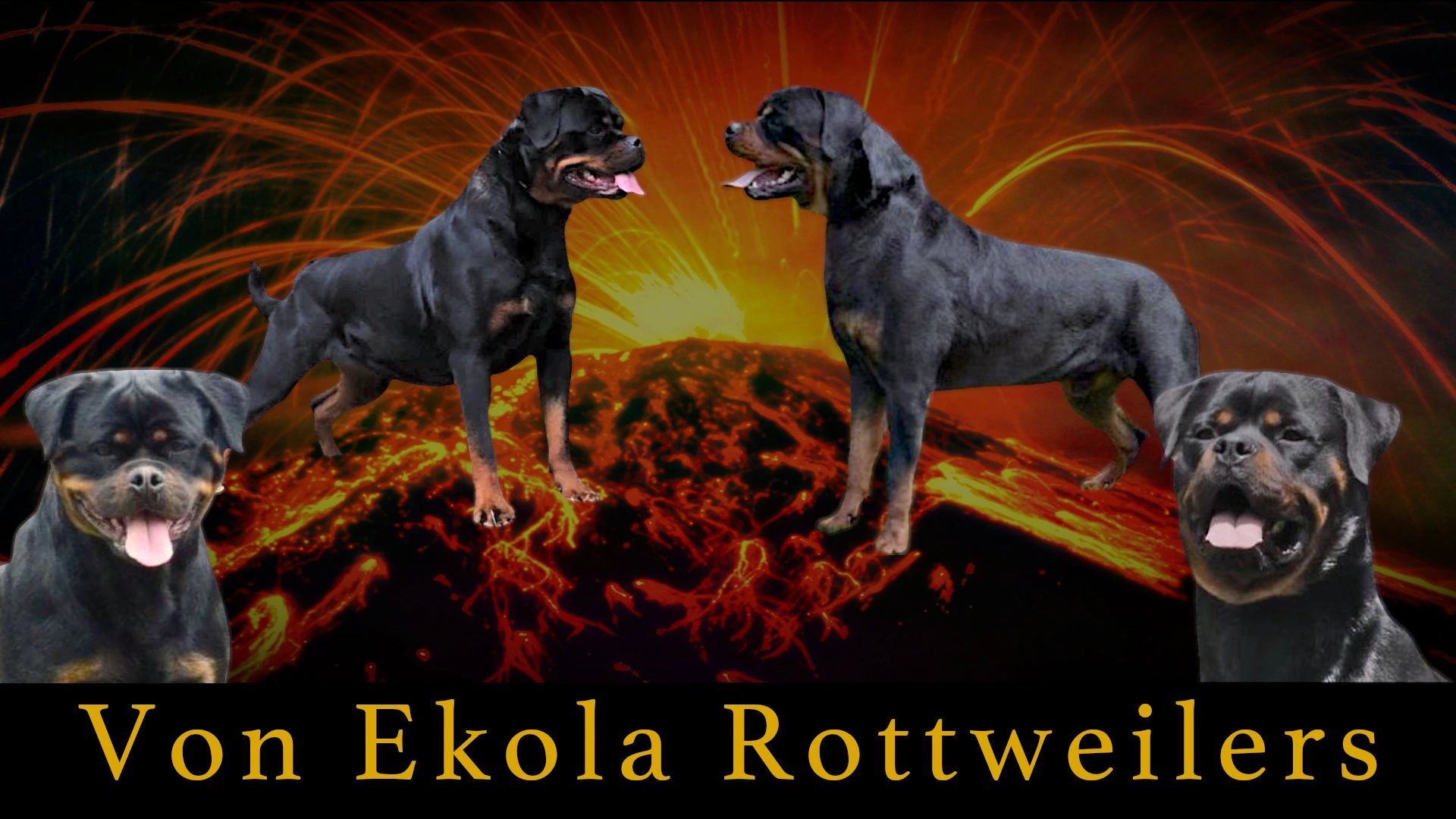 strongest rottweiler in the world