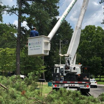 Worker in bucket truck trimming tree branches outdoors.