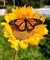 Monarch Butterfly Expert