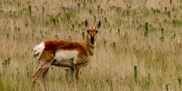 Antelope, Eastern Plains, Colorado