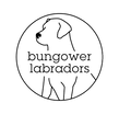 Bungower Labradors