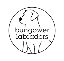 Bungower Labradors