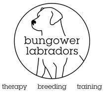 Bungower Labradors