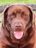 Hidden River Retrievers
(919) 601-6610

taking reservations for N
