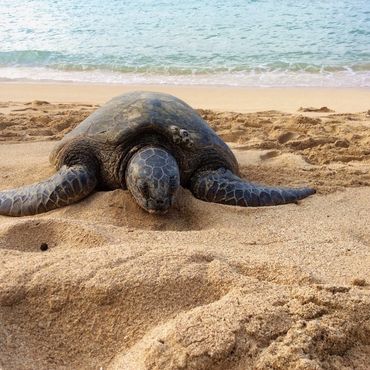 Swim with sea turtles in the crystal-clear waters of Kawela Bay’s beachfront rental.