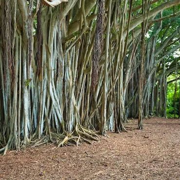 Explore the enchanting banyan tree forest near this peaceful Kawela Bay vacation rental.