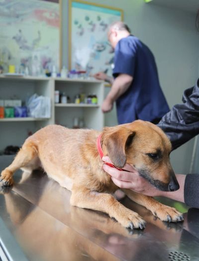 A brown dog with a red collar being comforted at a veterinary clinic.