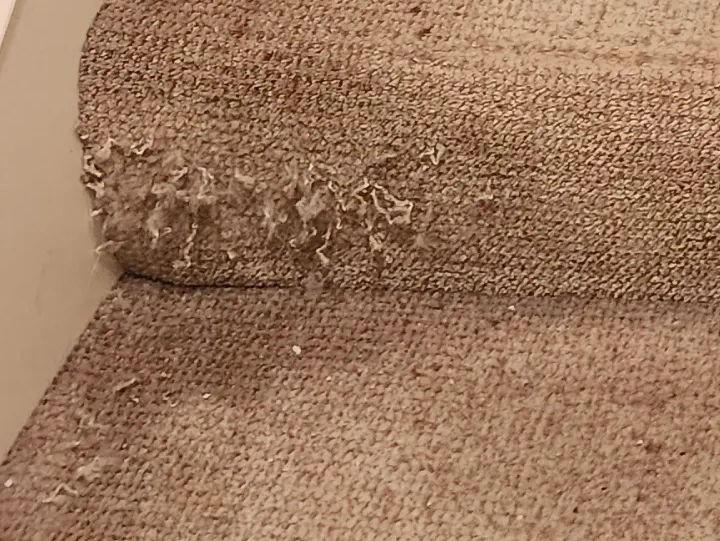 Close-up of a worn carpeted stair with frayed edges.