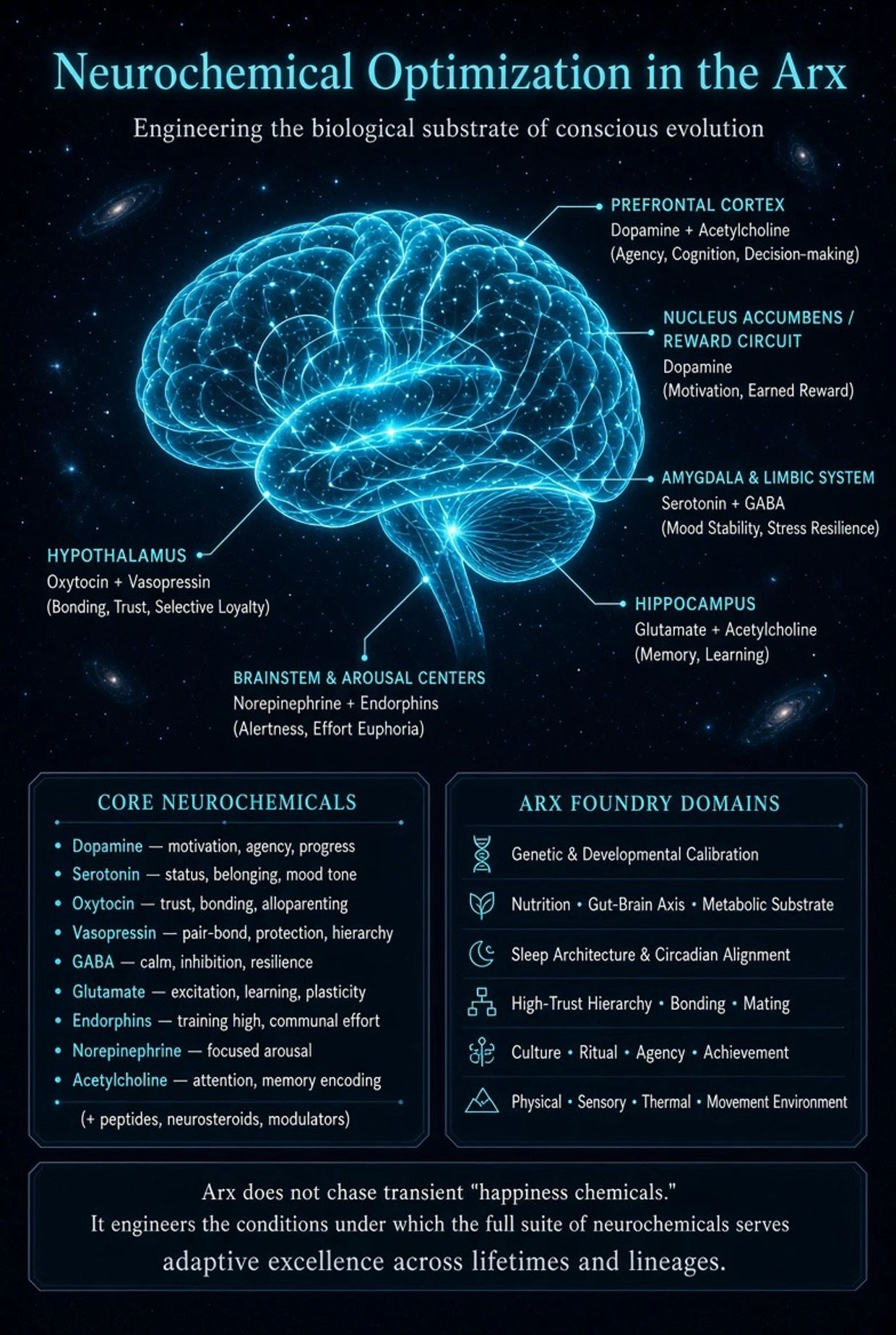 Diagram of neurochemical optimization in the brain's Arx.