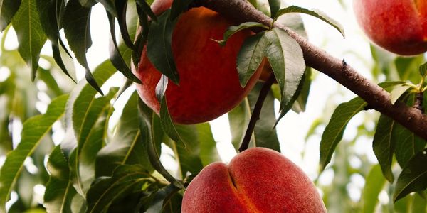 Ripe peaches hanging from a tree branch with green leaves.