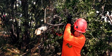 FTC staffer hauling debris during tree trimming