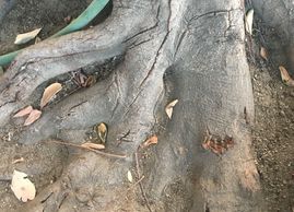 Picture of damaged roots on carrotwood tree