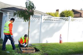 Flintridge Tree Care workers planting tree as part of Public Works project.