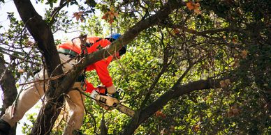 Flintridge Tree Care "climber" trimming tree 