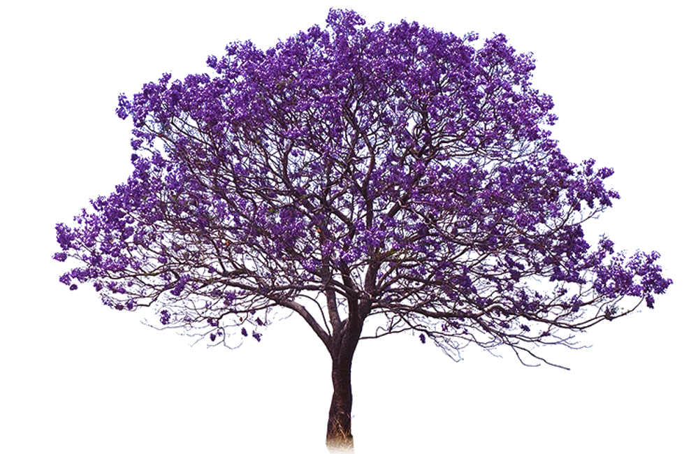 Tree Trimming Basics | Flintridge Tree Care
