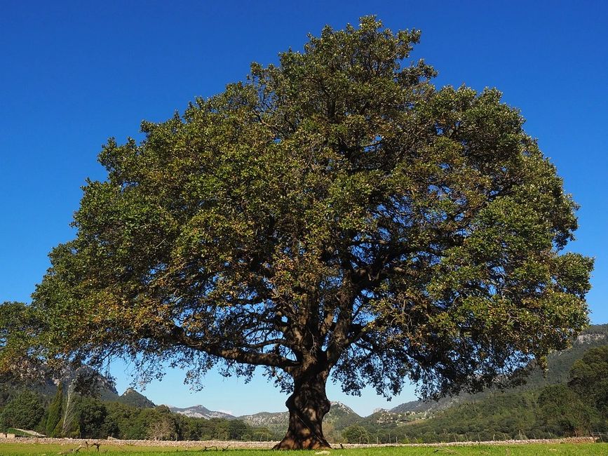 Broad Leaf Evergreen Tree