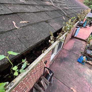 Clogged gutter with dead plants and debris alongside a brick house.