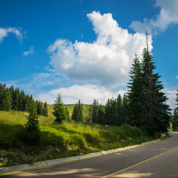 Scenic road beside green pine trees under a blue sky.