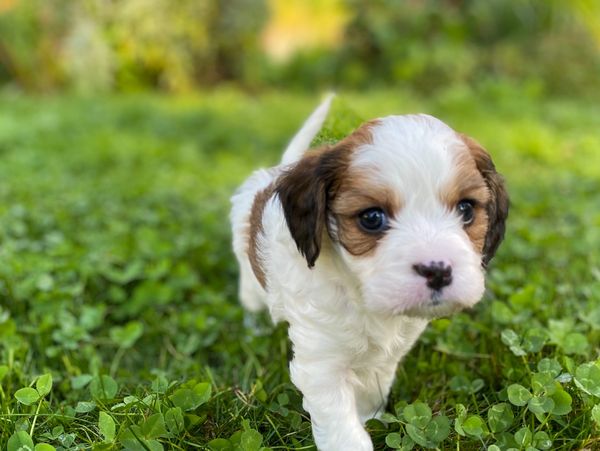 Sable and white cavapoo puppy