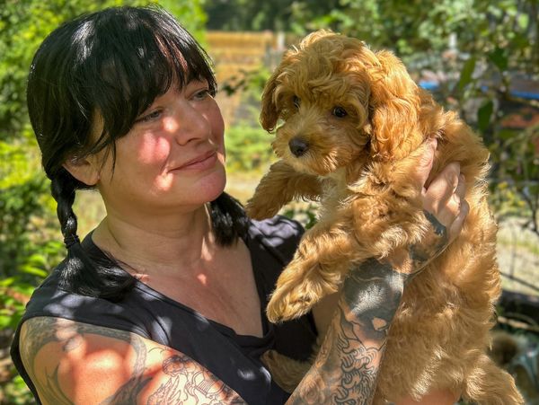 Teddy Bear Cavapoo puppy