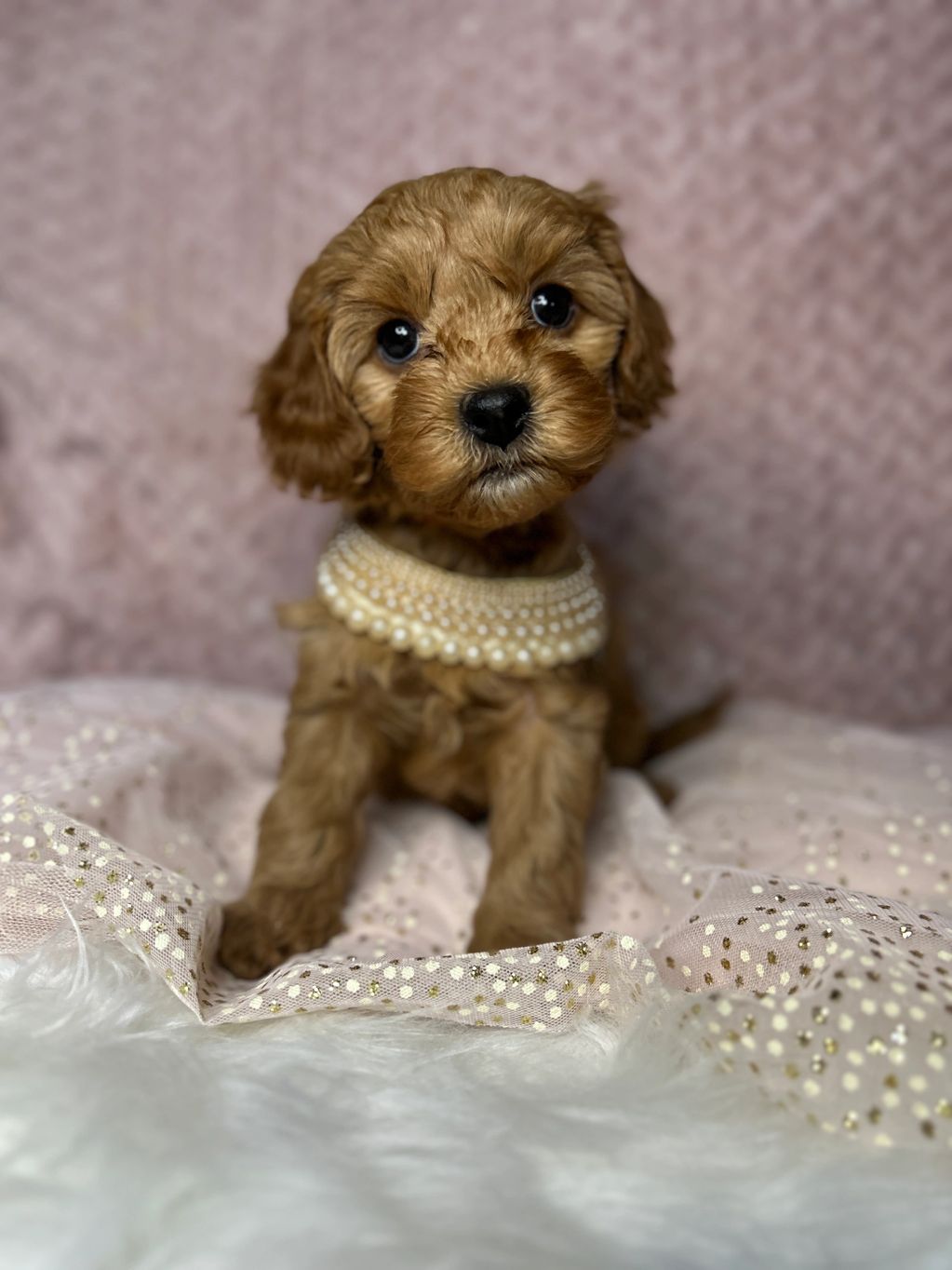 Adorable brown puppy wearing a pearl necklace sitting on a soft fabric.