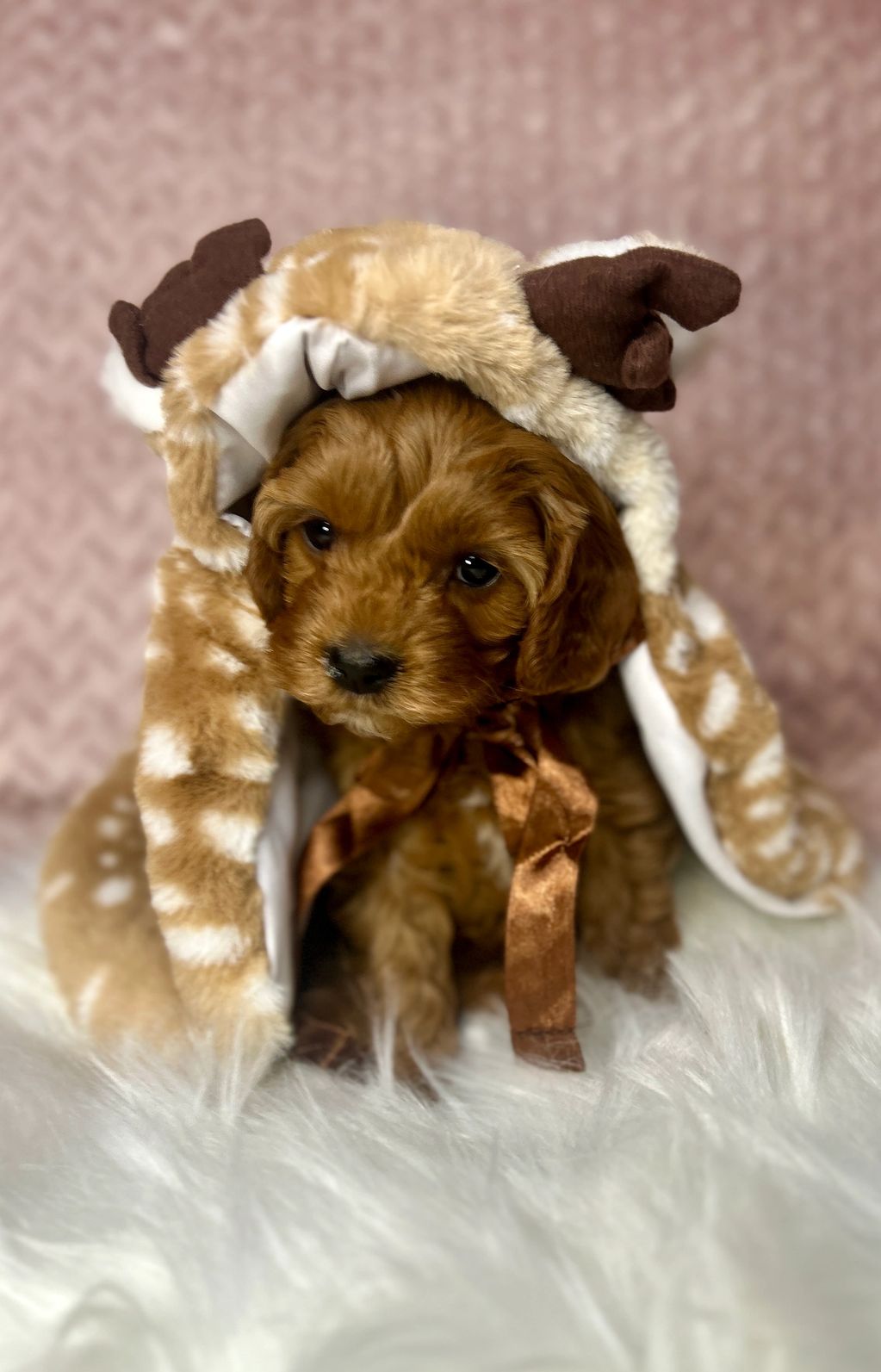 Adorable puppy dressed in a cozy reindeer outfit with tiny antlers.