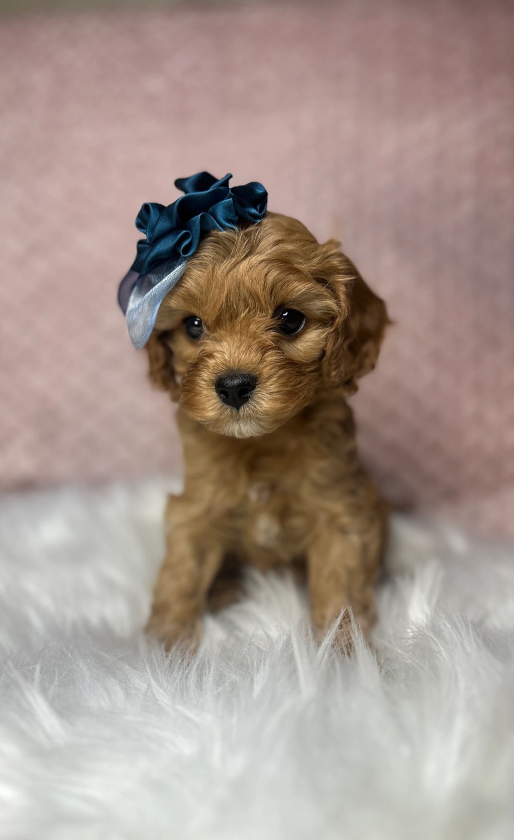 Adorable brown puppy with a blue ribbon on its head sitting on a fluffy white surface.