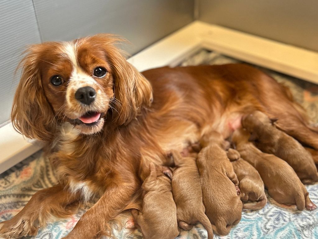 A mother dog nursing her litter of newborn puppies.