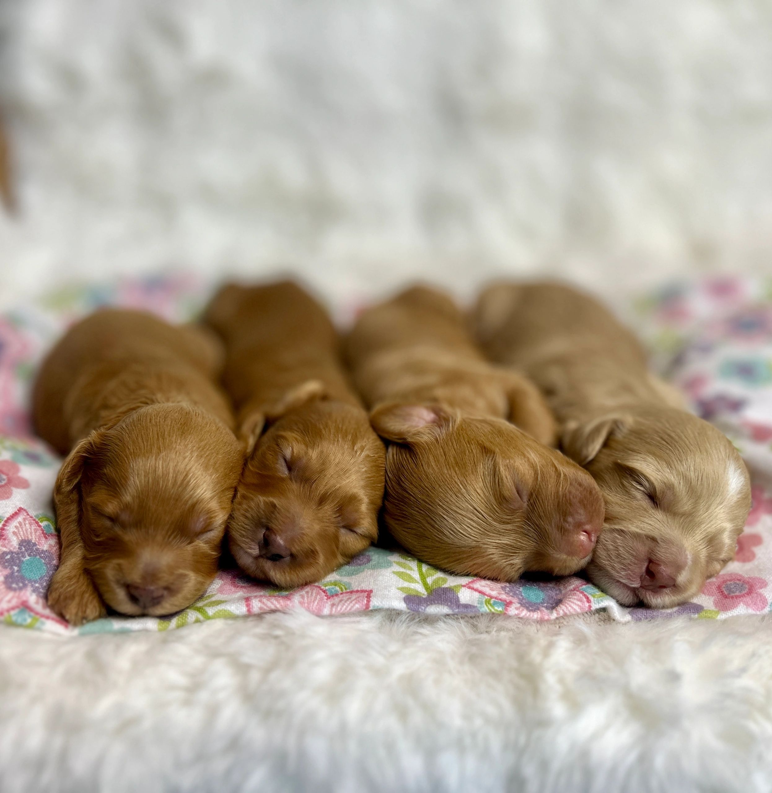 A row of adorable sleeping puppies cuddled together on a colorful blanket.
