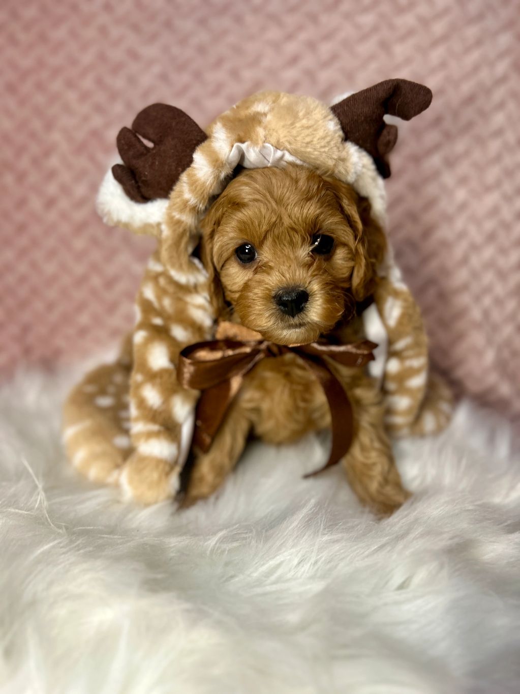 Cute puppy dressed in a reindeer costume sitting on a fluffy white rug.