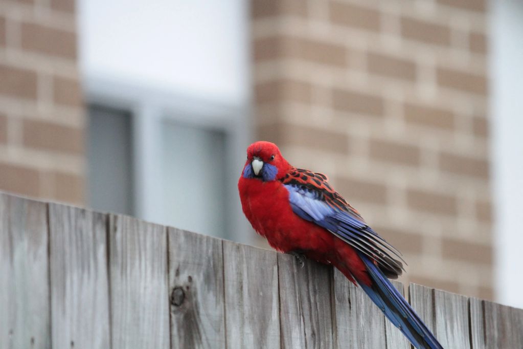 Rosella, arrival of spring.
