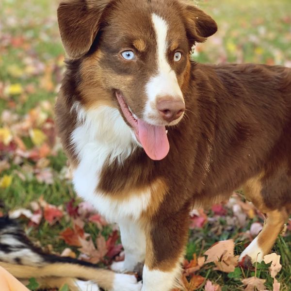 Mini Aussie