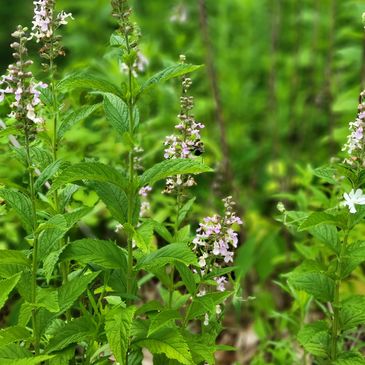 Spring Women's Retreat, March 